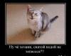 <b>Название: </b>1254159523_623294_nu-chyo-hozyain-svyatoj-vodoj-ne-zapass..., <b>Добавил:<b> jemes<br>Размеры: 400x351, 29.3 Кб